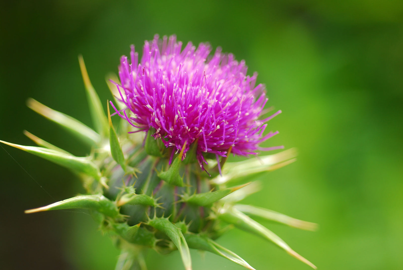 The Benefits of Milk Thistle