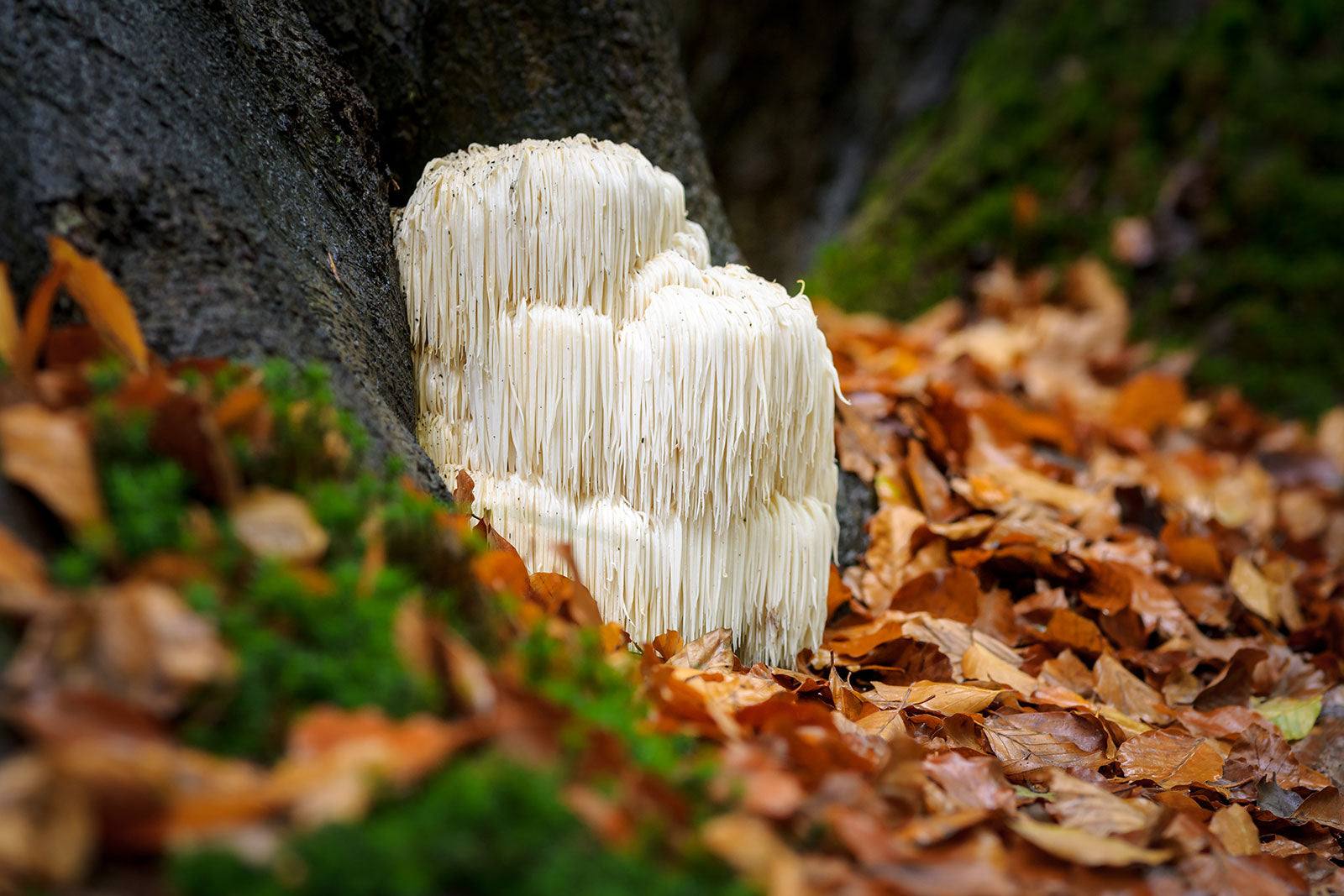Getting to Know Adaptogens and Superior Labs 100% Pure Mushroom Complex