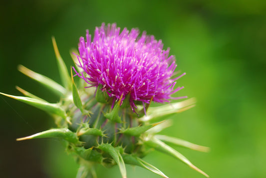 The Benefits of Milk Thistle