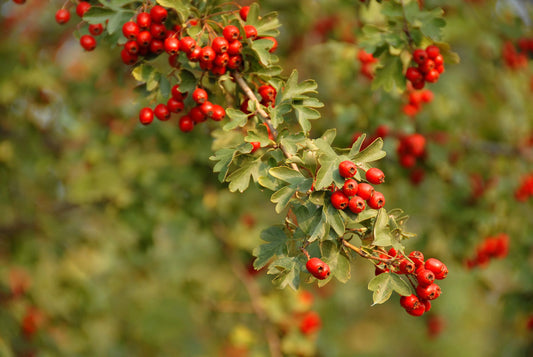 How to Fight Inflammation With The Benefits of Hawthorn Berry & Leaf Extract