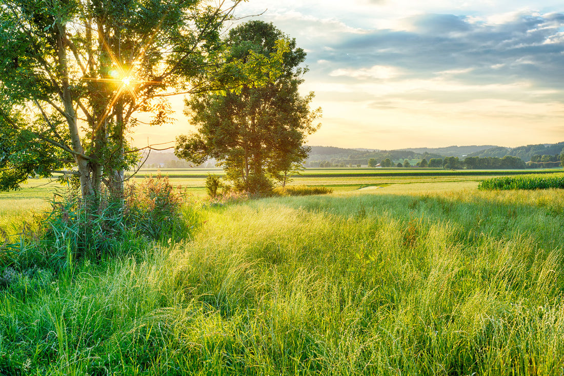 Tips for Surviving Seasonal Allergies